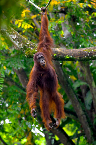 orangutan1